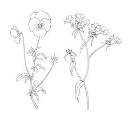 Pansies and phlox. Set of isolated wild flowers vector for design, tattoo, wrapping
