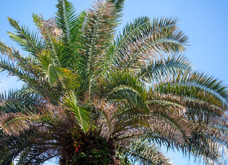 Palm leaves against the sky.