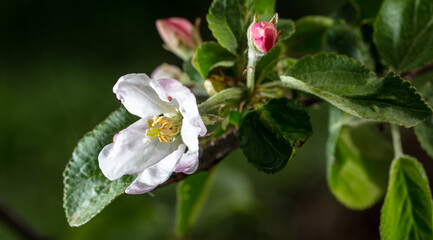 Flowers on branches of an apple tree