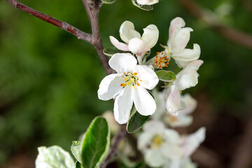 Flowers on branches of an apple tree