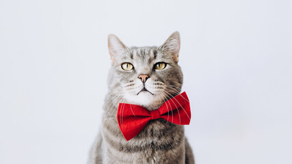 Portrait of a gray cat with a red butterfly on its neck on a light background.looking at camera.animal background.World pet day.Minimal, stylish, trendy holiday concept.Pet Store Poster Design