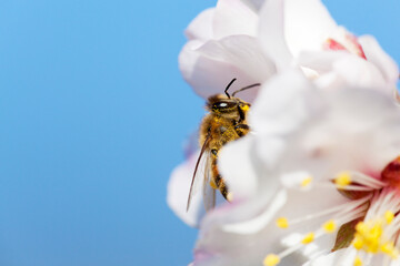 Bee in white blossom of almond tree in spring