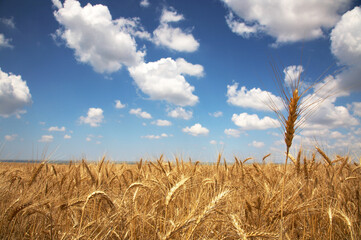 field of yellow wheat and cloud in the sky © Dexto