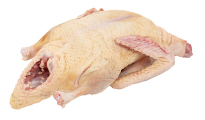 Duck carcass isolated on white background.