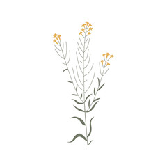 Fototapeta na wymiar Vector color hand drawn illustration with Wormseed Wallflower or Erysimum cheiranthoides. Minimalist Flower, herb and medicinal plant. Wildflower for logo design, tattoo, postcard