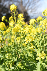 Obraz premium 黄色い菜の花