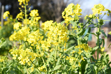 Obraz premium 春の菜の花