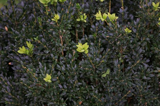 Boxwood evergreen, or Caucasian palm [1] (lat. B&uacute;xus semperv&iacute;rens), is a woody plant, a species of the genus Boxwood of the family Boxwood. In industry, boxwood is sometimes referred to as a palm tree