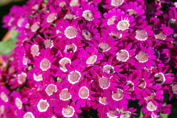 pink flowers in a garden