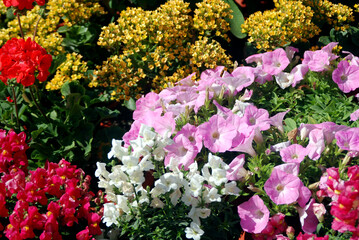 Obraz premium pink and yellow flowers