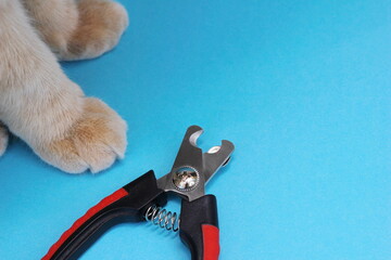Animal claw clippers on a blue background next to cat paws. Pet care.