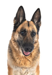 german shepherd in studio