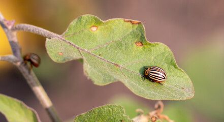Colorado potato beetle on an eggplant plant.