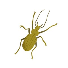 Top view of ground beetle with horns, long legs and antennae. Green insect isolated on white background. Colored flat textured vector illustration of bug