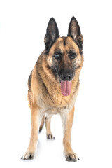 german shepherd in studio