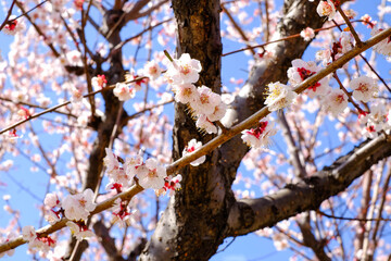 豊後梅 ぶんごうめ
