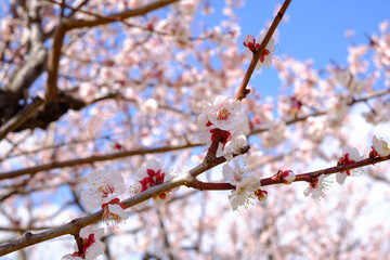 豊後梅 ぶんごうめ