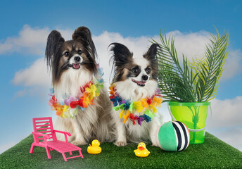 papillon dogs in studio