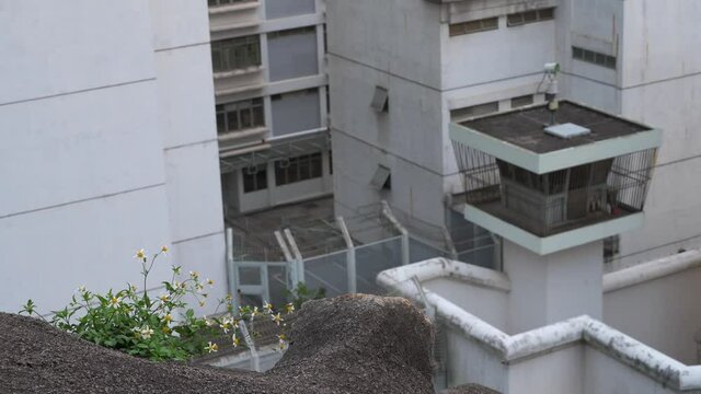 Flowers are seen near the male correctional reception and detention Centre as a security watchtower is seen in the background in Hong Kong.