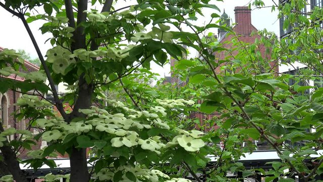 Flowering dogwood (Cornus florida) in the High Line Park at spring. NYC, USA