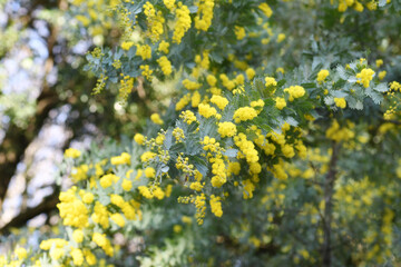 ミモザの黄色い花