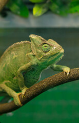 Chameleon   sits on a branch .Protection animals concept . vertical.