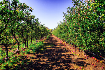 Apple Orchard Long View, Julian, California