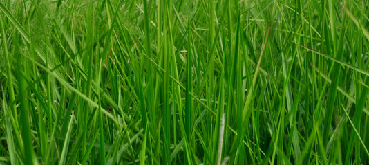 green grass background