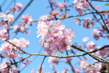 早咲きの桜