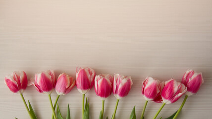 Beautiful pink with white tulips on a wooden background with place for text. Horizontal format, top view.