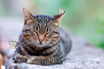 sleeping cat and butterflies, friendship and comfort concept, spring holiday, easter