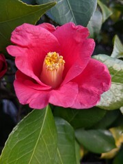Obraz premium red hibiscus flower