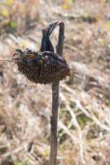 Verblühte und vertrocknete Sonnenblume auf einem Feld im März.