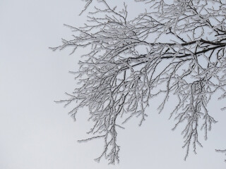 Fototapeta na wymiar ice covered tree branches