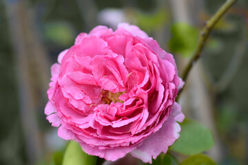 Rose Yves Piaget