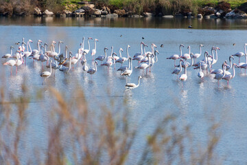 Flock of birds flamingos with chicks during migration on a pond