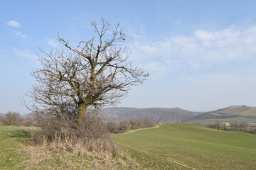 Colline pavesi, Gomo, panorama