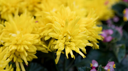 Yellow chrysanthemums planted in flowerpots for viewing