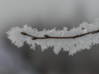 snow ice covered twig