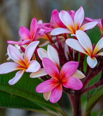 Bunch of pink Frangipani or plumeria tropical flowers