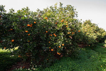 Fototapeta na wymiar naranjas en el arbol
