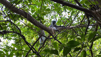 What does the jungle of Zanzibar hide? Mangrove forest