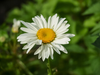 White chamomile on a green background