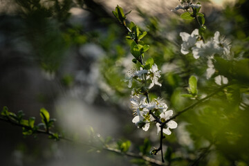 Fleurs de printemps