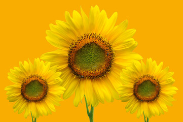 Obraz premium sunflower, sunflower with yellow background,