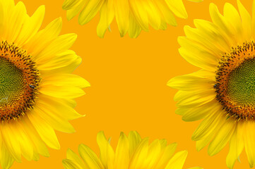 sunflower, sunflower with yellow background,