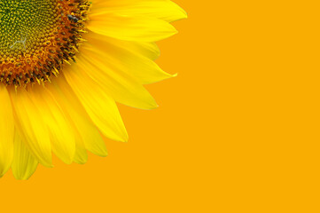 sunflower, sunflower with yellow background,