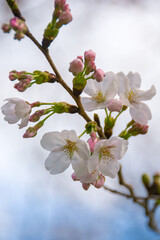 Close up of cherry blossom, spring, Japan