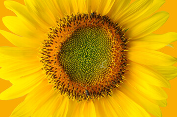 sunflower, sunflower with yellow background,