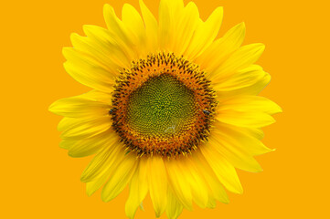 sunflower, sunflower with yellow background,